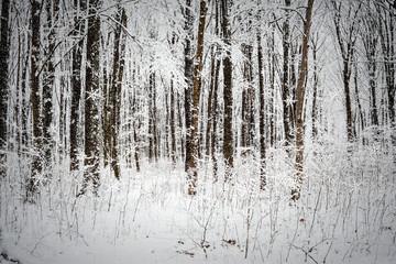 winter forest trees.