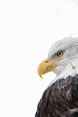 Fototapeta premium Portret orła bielika na pustyni Alaski