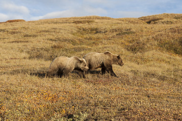 Grizzly sow and her cub on Highway Pass, Denali National Park, A