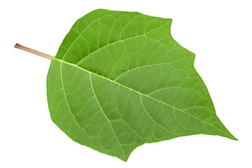 Hindu datura leaf on white