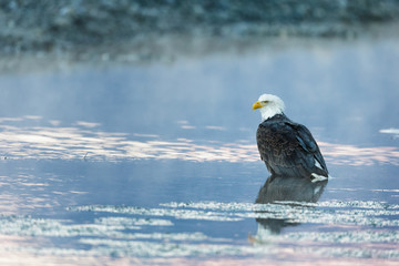 Bald eagle sitting in shallow water of a river in the wilderness