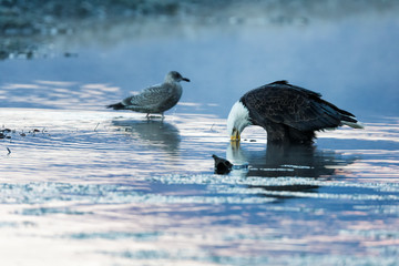 Bald eagle sitting in shallow water of a river in the wilderness
