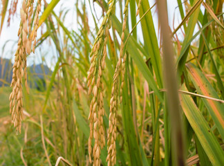 Rice field.