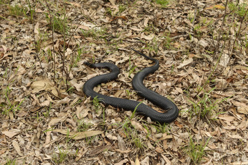 Red-Bellied Black Snake