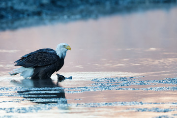 Bald eagle sitting in shallow water of a river in the wilderness