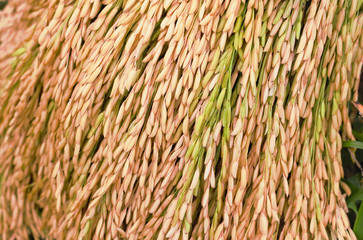 Rice  background from field.
