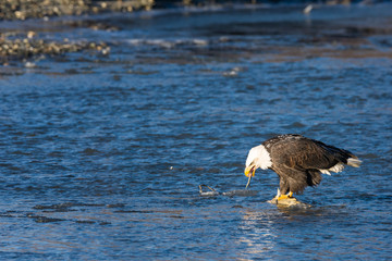 Bald eagle eating a salmon in the middle of a river in the wilde