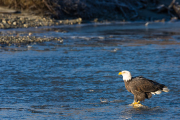 Bald eagle eating a salmon in the middle of a river in the wilde