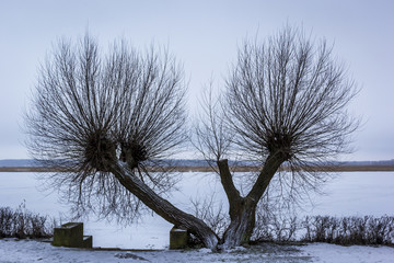 Winter tree in Latvia