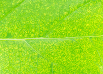 Extreme close-up of fresh green leaf as background.