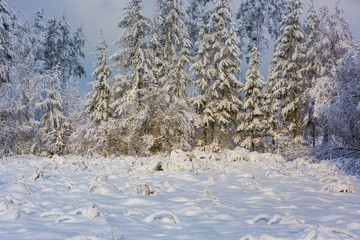 Winter forest with snow covered branches