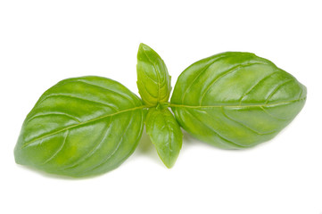 Basil Leaves Isolated on White Background