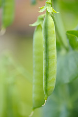 Green Peas in Pods
