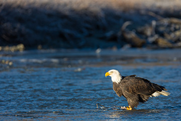 Bald eagle eating a salmon in the middle of a river in the wilde