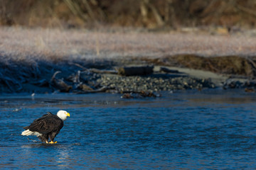 Bald eagle in the middle of a river in the wilderness of Alaska