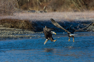 Bald eagles with spread wings fighting for a fish in the wildern