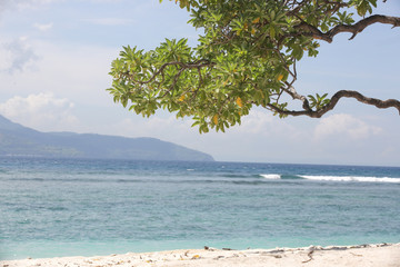 Tree on the beautiful tropical beach