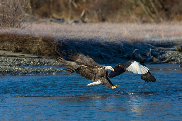Bald eagles with spread wings fighting for a fish in the wildern