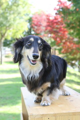 Fototapeta premium 犬（ミニチュアダックス）