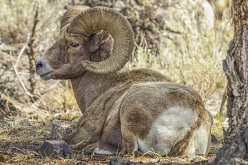 Naklejka na ściany i meble Big horn ram resting under a tree in Yellowstone National Park,