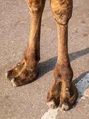 Photo sur Plexiglas Chameau Camel Feet