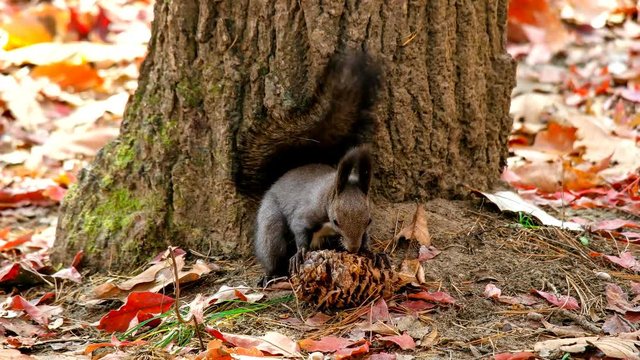청설모가 가을 열매 잣을 열심히 먹고있는 모습