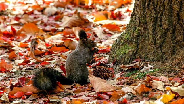 청설모가 가을 열매 잣을 열심히 먹고있는 모습