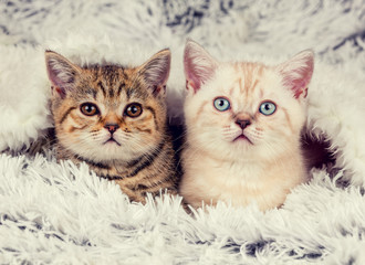 Two cute little kittens peeking out from under the soft warm fluffy blanket