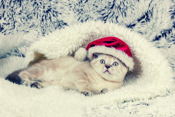 Little kitten wearing Santa hat lying on blue blanket