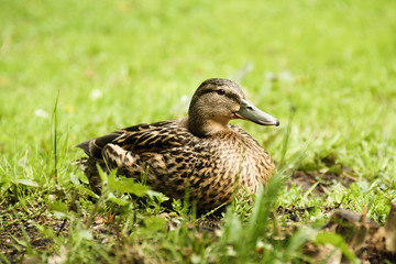 Ente beim Brüten im Gras