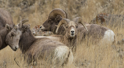 Bighorn Sheep in Yellowstone National Park, Wyoming.