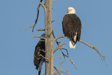 Bald Eagles roosting on a dead tree, Yellowstone National Park,