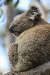 Contemplative Koala