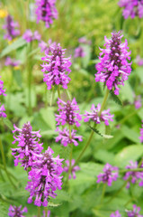 Stachys officinalis many purple flowers in green