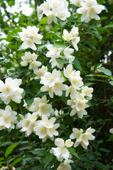 Bush of aromatic white philadelphus flowers 