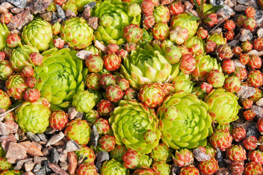 Sempervivum globiferum or sedum globiferum or Jovibarba globifera green and red succulent on ground