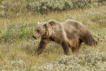Female grizzly bear walking through the tundra, Denali National
