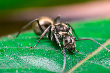 Male Worker Golden Weaver Ant (Polyrhachis dives) with three Ocelli, the simple eyes on its head, crawling on a leaf