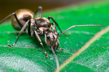 Male Worker Golden Weaver Ant (Polyrhachis dives) with three Ocelli, the simple eyes on its head, crawling on a leaf