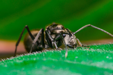 Male Worker Golden Weaver Ant (Polyrhachis dives) with three Ocelli, the simple eyes on its head, crawling on a leaf