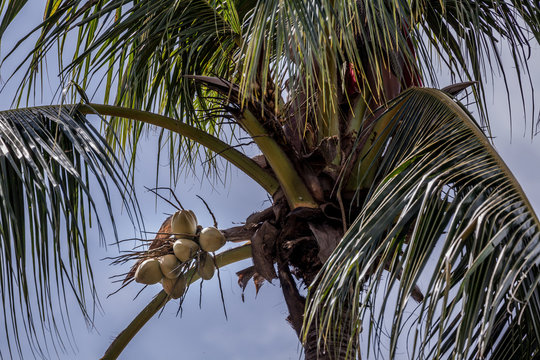 a gardener saw coconut tree