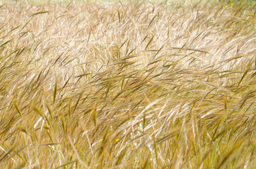 Golden-green stalks of wheat waving in the breeze