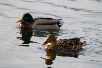 Ducks swimming in a lake