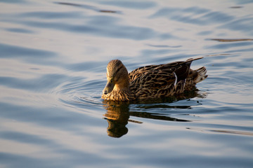 Duck swimming in a lake