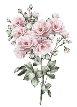 watercolor flowers. floral illustration in Pastel colors, pink rose. branch of flowers isolated on white background. Leaf and buds. Cute composition for wedding, greeting card. bouquet
