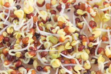 成長中のブロッコリースプラウト