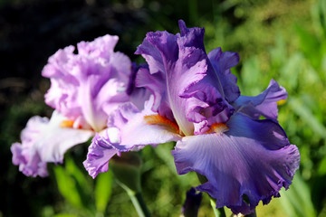 Blooming iris hybrid "EXCUSE ME DARLING" in the spring garden.