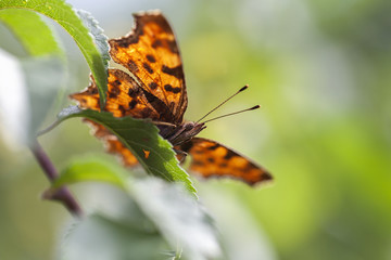 C-Falter - Polygonia c-album - Makroaufnahme - Ansicht von unten