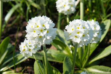 White primula denticulata flowers in garden