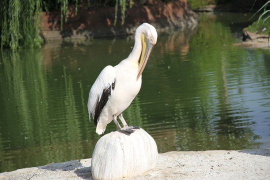 pellicano